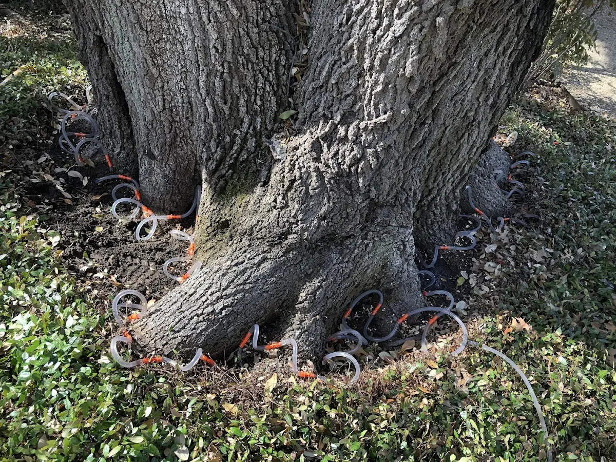 Detailed Shrub and Hedge Trimming job site in Clarks