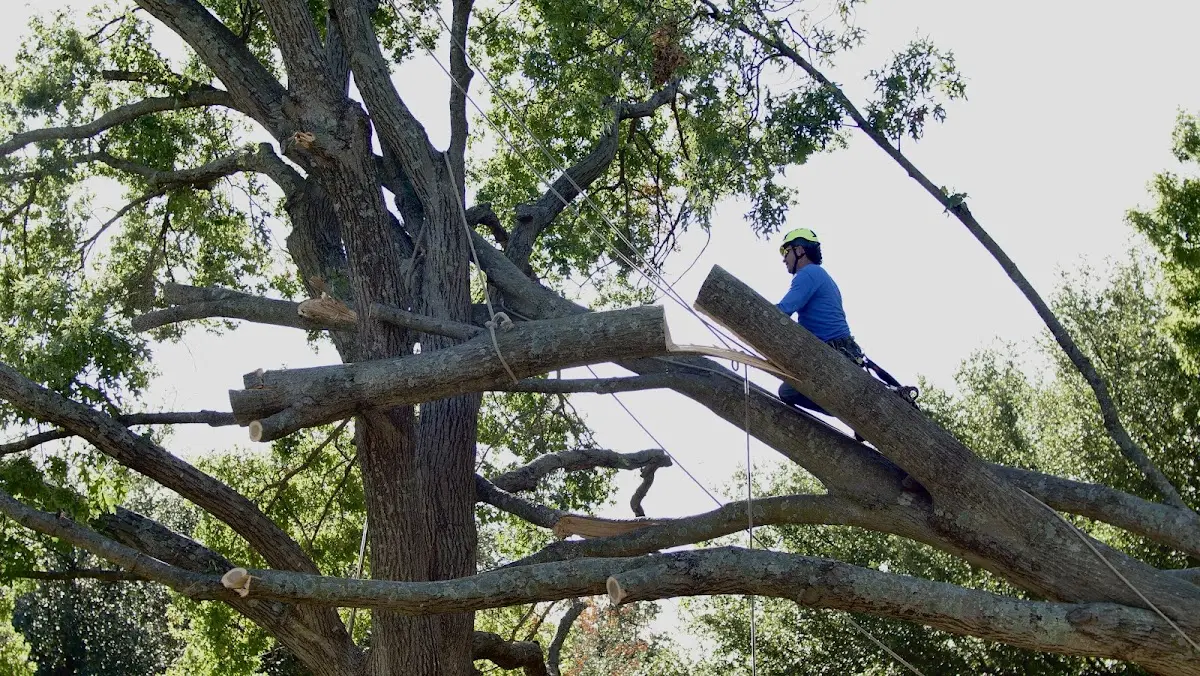 Professional Hazardous Tree Removal performed by certified arborists in Clarks